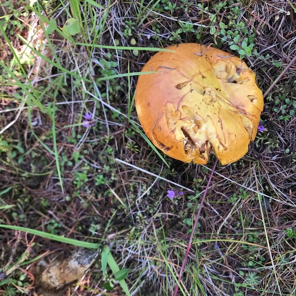 Meet your Posher, Anna - Picture 1 of 1